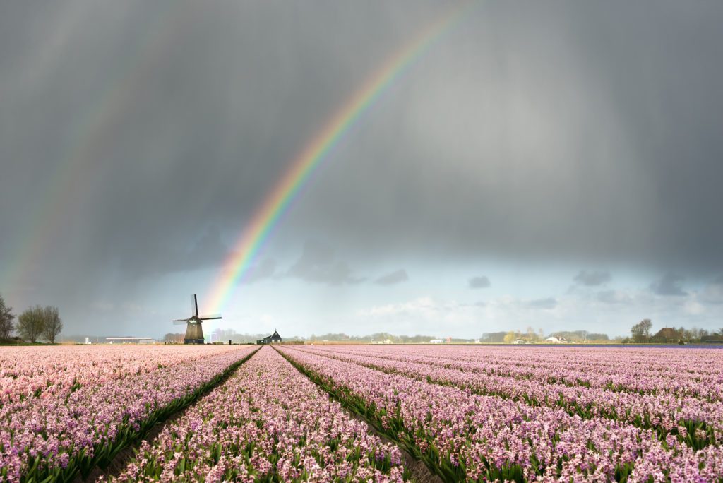 A rainbow over bulb fields in Bollenstreek, the Netherlands