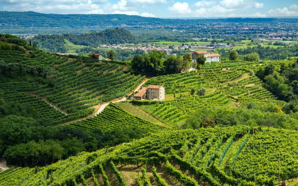 View of vineyards in the Prosecco Hills 