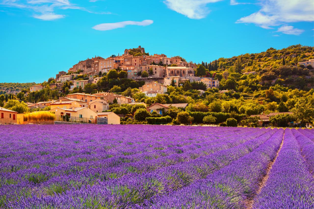 Provence, lavender fields, in France