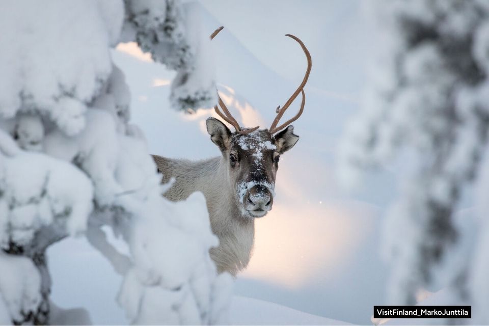 Finnish Lapland